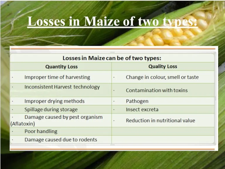 Losses in Maize of two types: