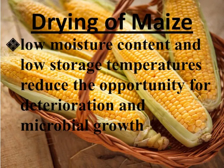 Drying of Maize low moisture content and low storage temperatures