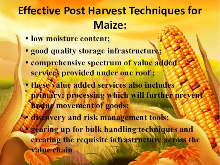 Effective Post Harvest Techniques for Maize: low moisture content; good