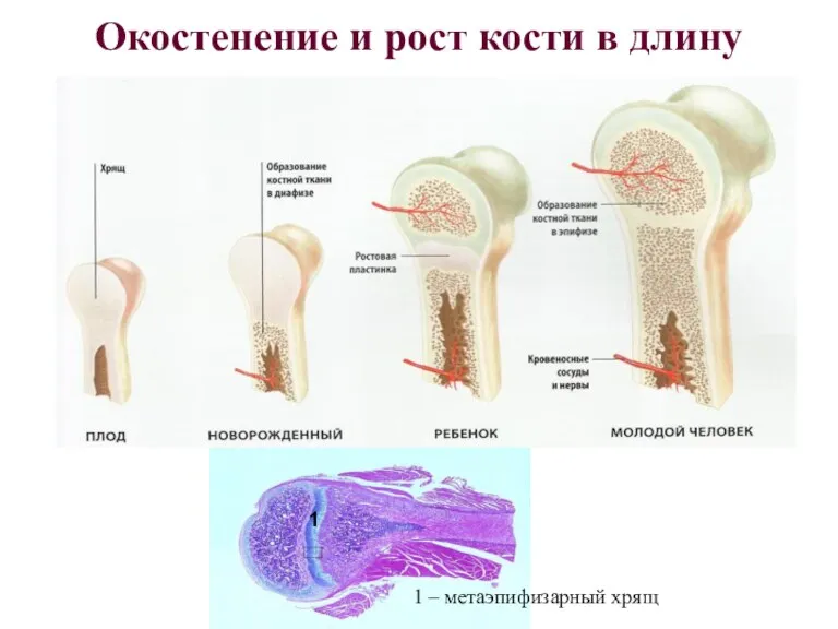 Окостенение и рост кости в длину 1 1 – метаэпифизарный хрящ