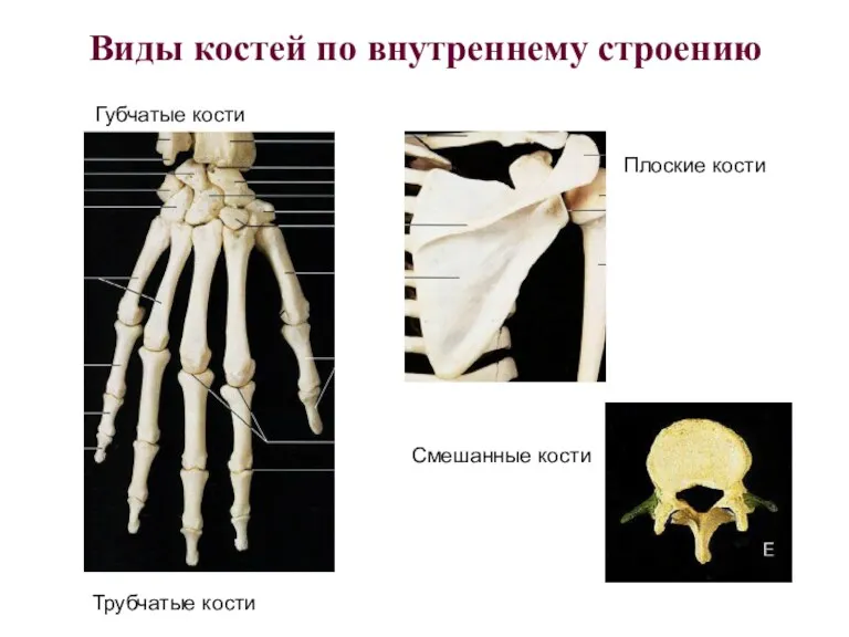 Виды костей по внутреннему строению Трубчатые кости Губчатые кости Плоские кости Смешанные кости