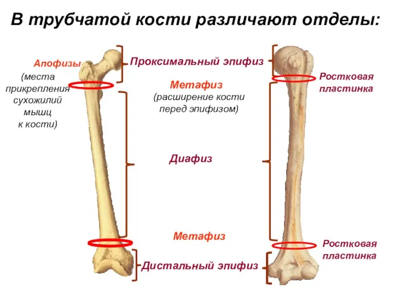В трубчатой кости различают отделы: Диафиз Проксимальный эпифиз Дистальный эпифиз Метафиз Метафиз Апофизы