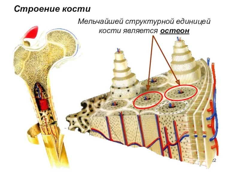 Строение кости Мельчайшей структурной единицей кости является остеон