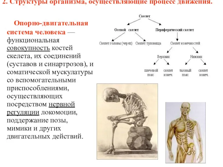 2. Структуры организма, осуществляющие процесс движения. Опорно-двигательная система человека — функциональная совокупность костей