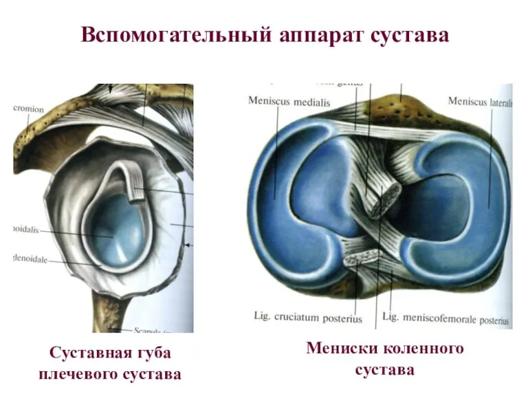 Вспомогательный аппарат сустава Суставная губа плечевого сустава Мениски коленного сустава