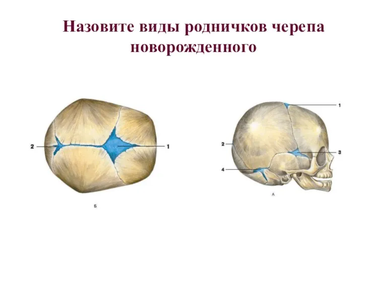 Назовите виды родничков черепа новорожденного