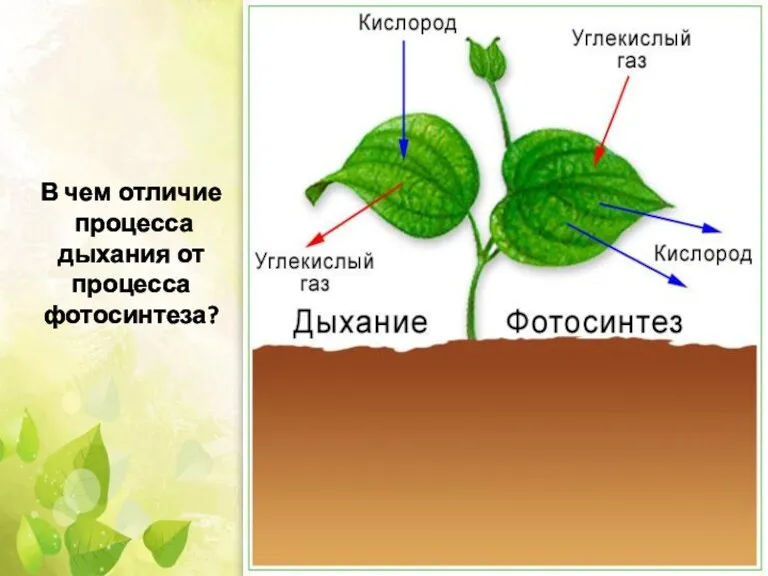 В чем отличие процесса дыхания от процесса фотосинтеза?