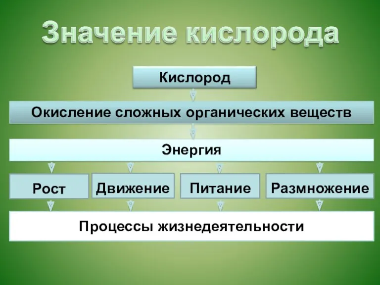 Рост Движение Питание Размножение Процессы жизнедеятельности Окисление сложных органических веществ Энергия