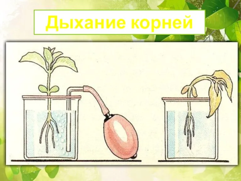 ДЫХАНИЕ КОРНЕЙ Дыхание корней