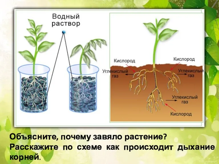 Объясните, почему завяло растение? Расскажите по схеме как происходит дыхание корней.