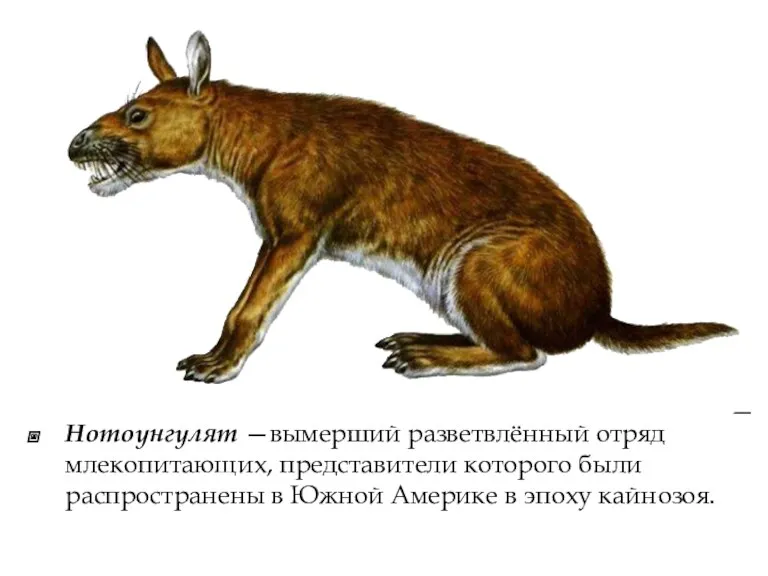 Нотоунгулят —вымерший разветвлённый отряд млекопитающих, представители которого были распространены в Южной Америке в эпоху кайнозоя.