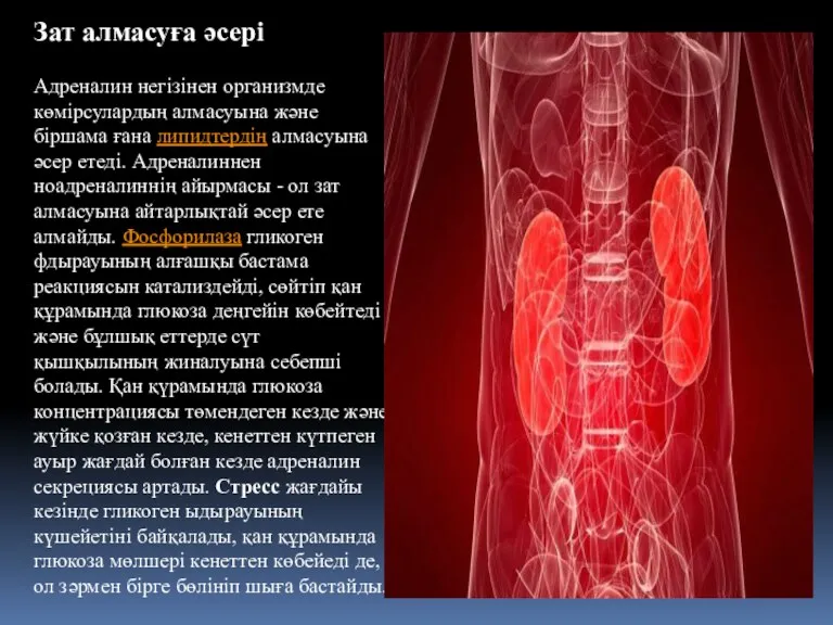 Зат алмасуға əсері Адреналин негізінен организмде көмірсулардың алмасуына жəне біршама