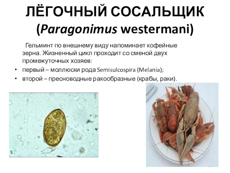 ЛЁГОЧНЫЙ СОСАЛЬЩИК (Paragonimus westermani) Гельминт по внешнему виду напоминает кофейные