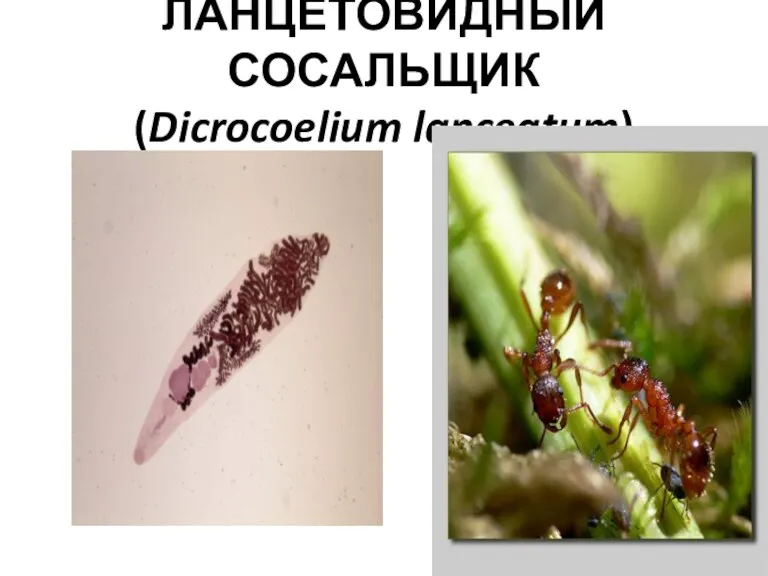 ЛАНЦЕТОВИДНЫЙ СОСАЛЬЩИК (Dicrocoelium lanceatum)