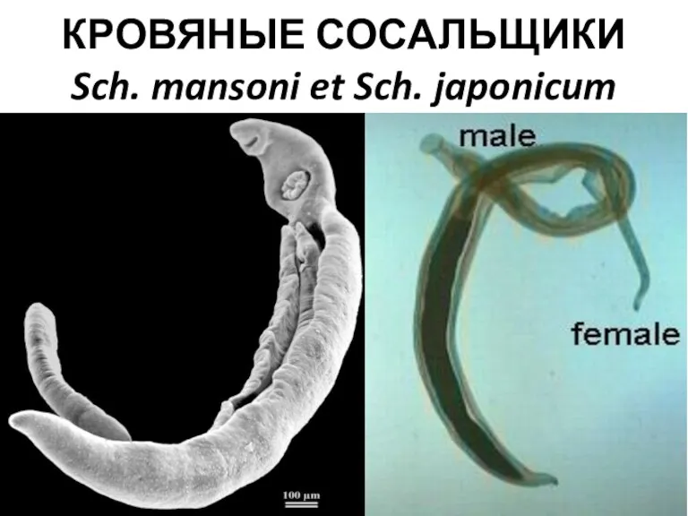 КРОВЯНЫЕ СОСАЛЬЩИКИ Sch. mansoni et Sch. japonicum
