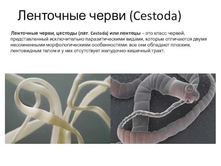 Ленточные черви (Cestoda) Ленточные черви, цестоды (лат. Cestoda) или лентецы