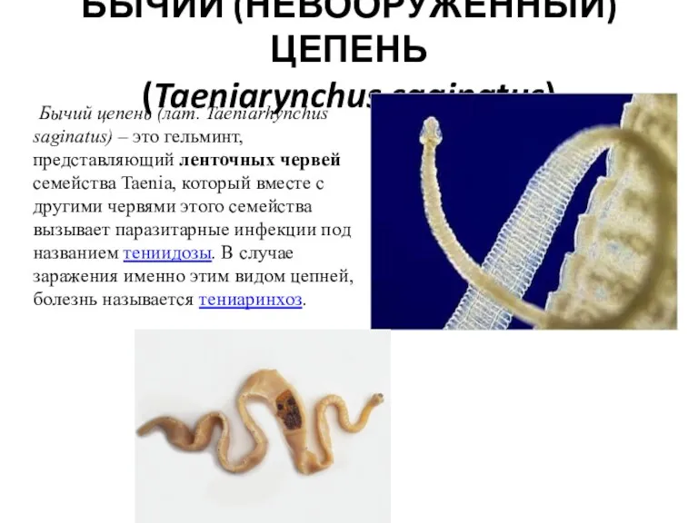 БЫЧИЙ (НЕВООРУЖЁННЫЙ) ЦЕПЕНЬ (Taeniarynchus saginatus) Бычий цепень (лат. Taeniarhynchus saginatus)