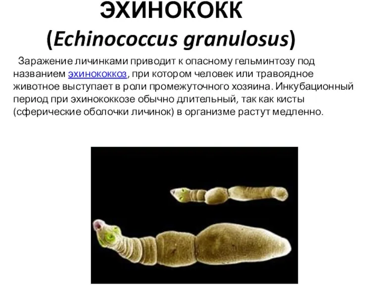 ЭХИНОКОКК (Echinococcus granulosus) Заражение личинками приводит к опасному гельминтозу под