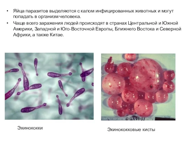 Яйца паразитов выделяются с калом инфицированных животных и могут попадать