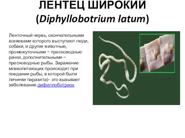 ЛЕНТЕЦ ШИРОКИЙ (Diphyllobotrium latum) Ленточный червь, окончательными хозяевами которого выступают