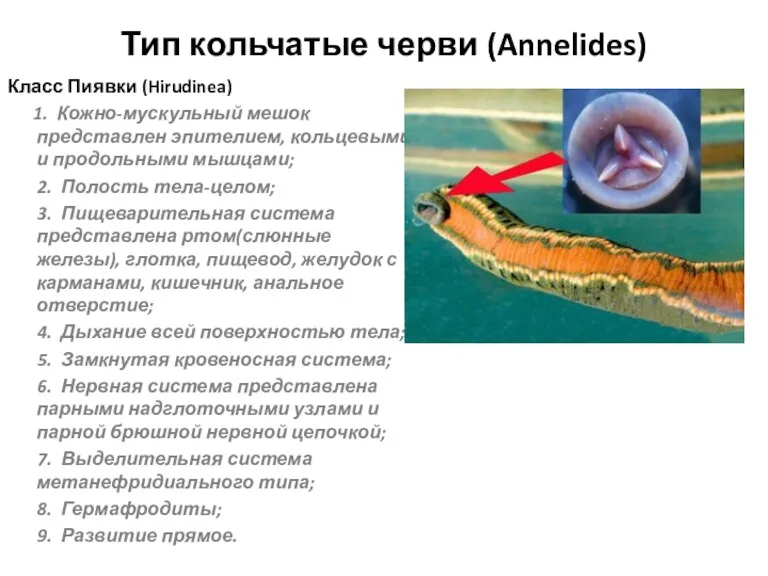Тип кольчатые черви (Annelides) Класс Пиявки (Hirudinea) 1. Кожно-мускульный мешок