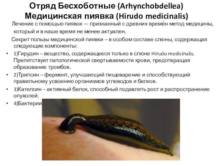 Отряд Бесхоботные (Arhynchobdellea) Медицинская пиявка (Hirudo medicinalis) Лечение с помощью