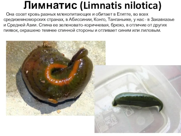 Лимнатис (Limnatis nilotica) Она сосет кровь разных млекопитающих и обитает