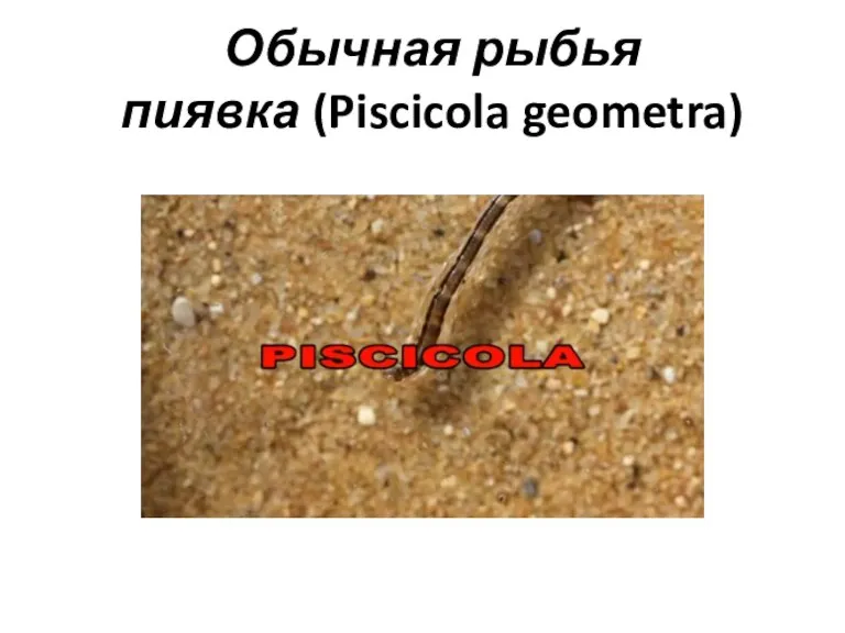 Обычная рыбья пиявка (Piscicola geometra)
