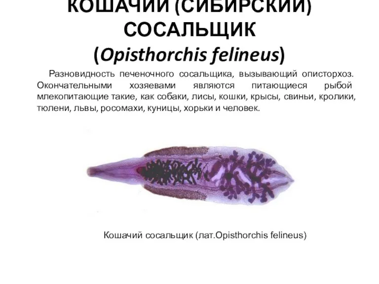КОШАЧИЙ (СИБИРСКИЙ) СОСАЛЬЩИК (Opisthorchis felineus) Разновидность печеночного сосальщика, вызывающий описторхоз.