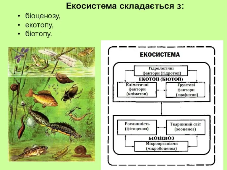Екосистема складається з: біоценозу, екотопу, біотопу.