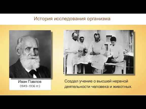 Иван Павлов История исследования организма Создал учение о высшей нервной деятельности человека и животных. (1849–1936 гг.)