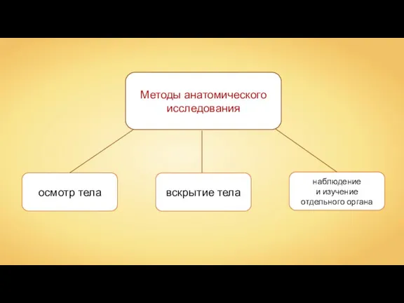 Методы анатомического исследования