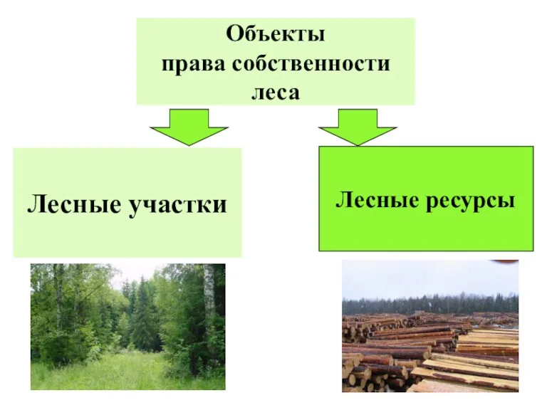 Объекты права собственности леса Лесные участки Лесные ресурсы