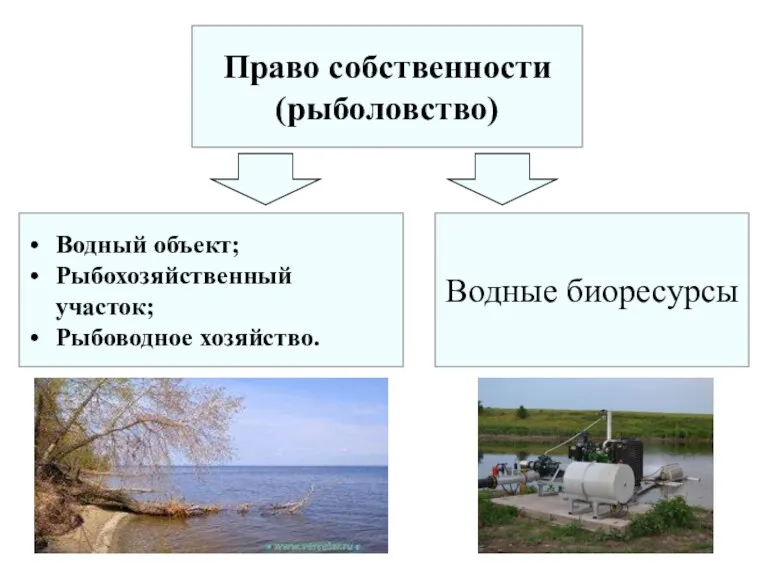 Право собственности (рыболовство) Водный объект; Рыбохозяйственный участок; Рыбоводное хозяйство. Водные биоресурсы