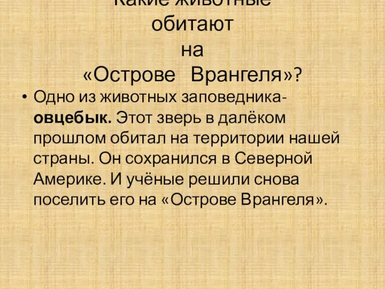 Какие животные обитают на «Острове Врангеля»? Одно из животных заповедника-овцебык.