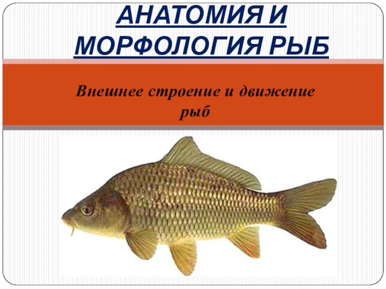 Анатомия и морфология рыб