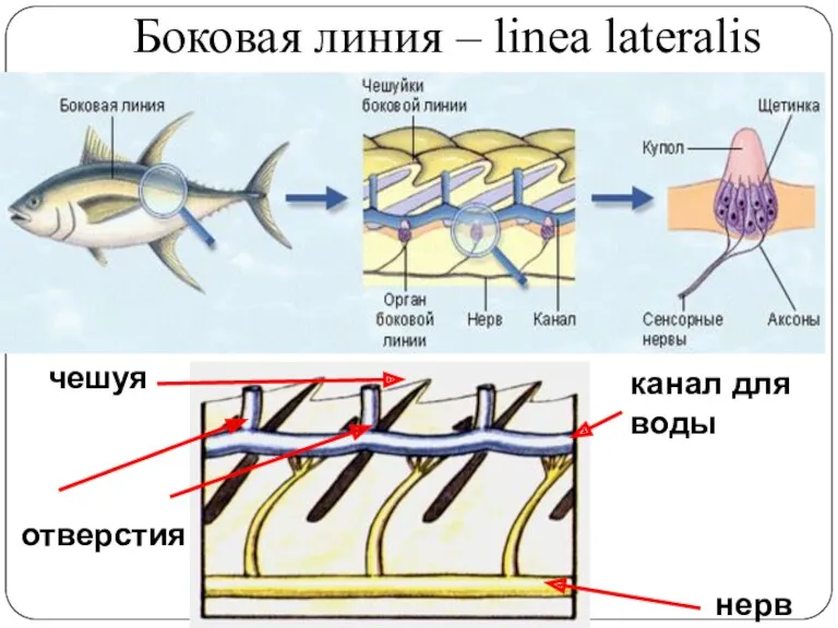 Боковая линия – linea lateralis отверстия нерв чешуя канал для воды