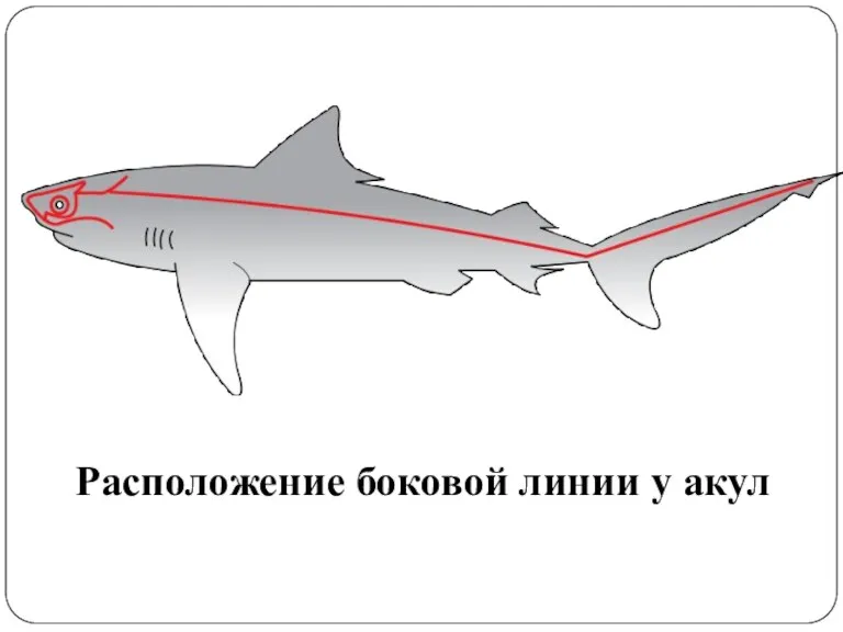 Расположение боковой линии у акул