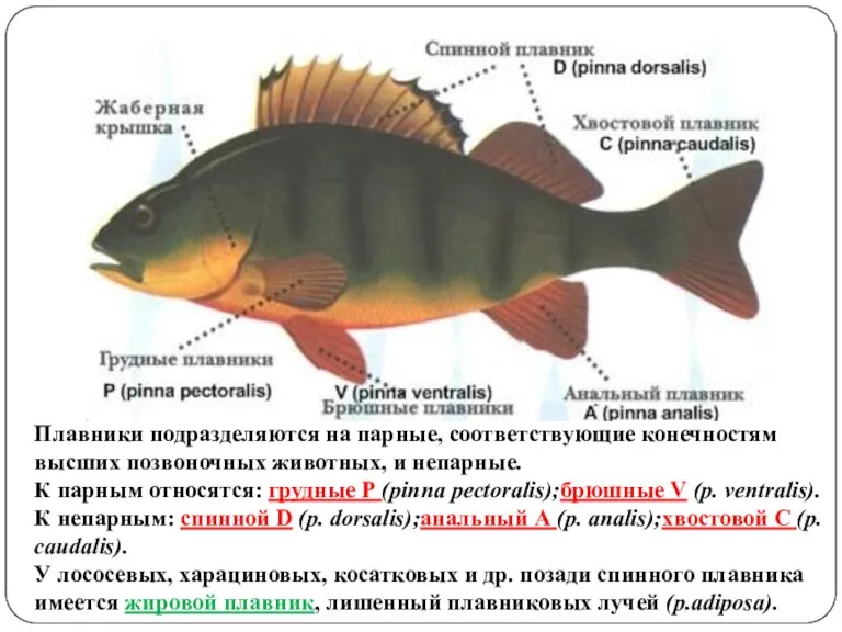 Плавники подразделяются на парные, соответствующие конечностям высших позвоночных животных, и