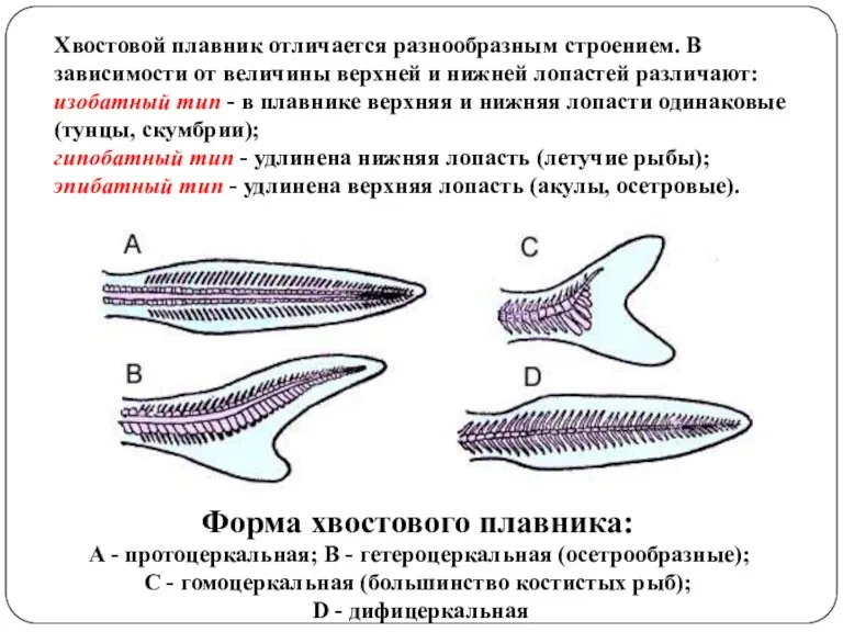 Форма хвостового плавника: A - протоцеркальная; B - гетероцеркальная (осетрообразные);