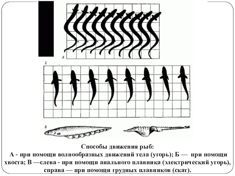 Способы движения рыб: А - при помощи волнообразных движений тела (угорь); Б —