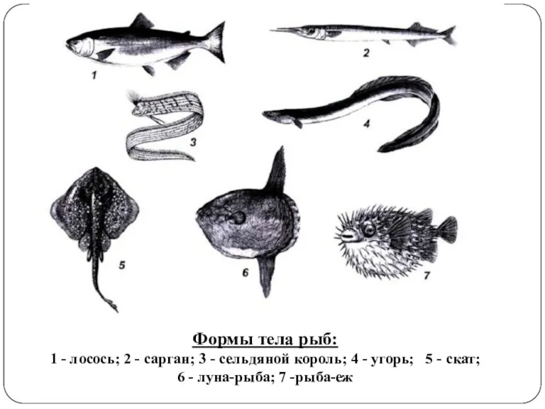 Формы тела рыб: 1 - лосось; 2 - сарган; 3 - сельдяной король;