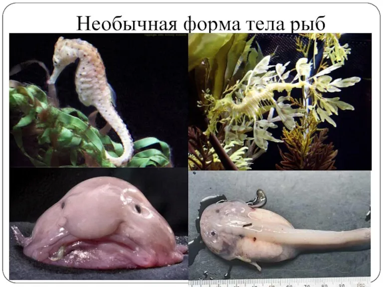 Необычная форма тела рыб
