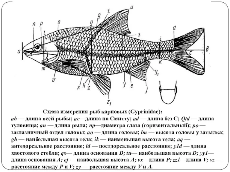 Схема измерения рыб карповых (Gyprinidae): ab — длина всей рыбы; ас—длина по Смитту;