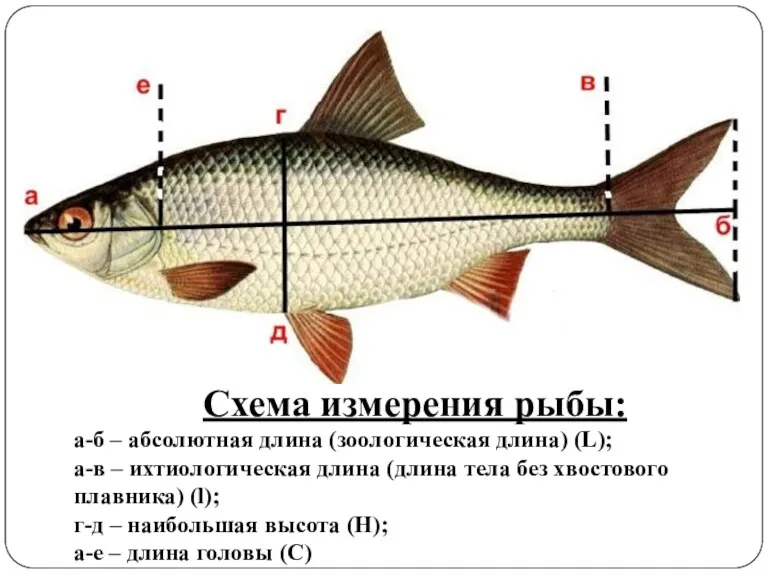 Схема измерения рыбы: а-б – абсолютная длина (зоологическая длина) (L); а-в – ихтиологическая