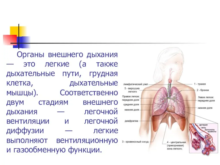 Органы внешнего дыхания — это легкие (а также дыхательные пути,