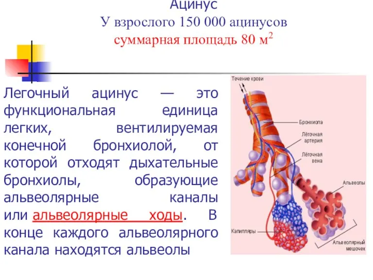 Ацинус У взрослого 150 000 ацинусов суммарная площадь 80 м2