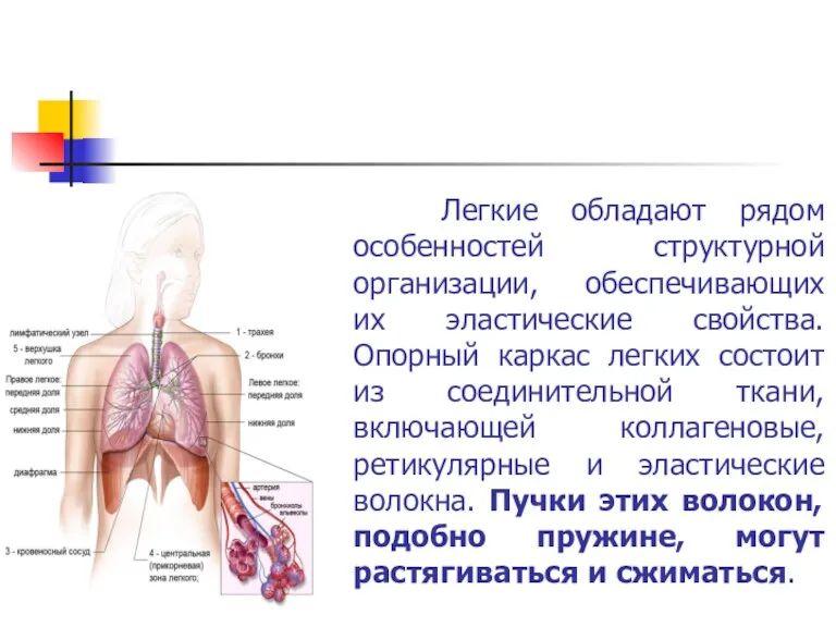 Легкие обладают рядом особенностей структурной организации, обеспечивающих их эластические свойства.