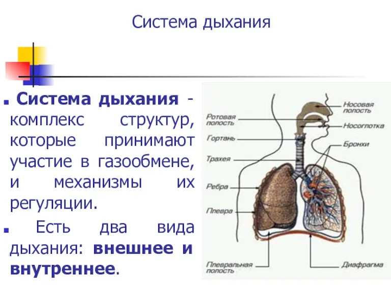 Система дыхания Система дыхания - комплекс структур, которые принимают участие