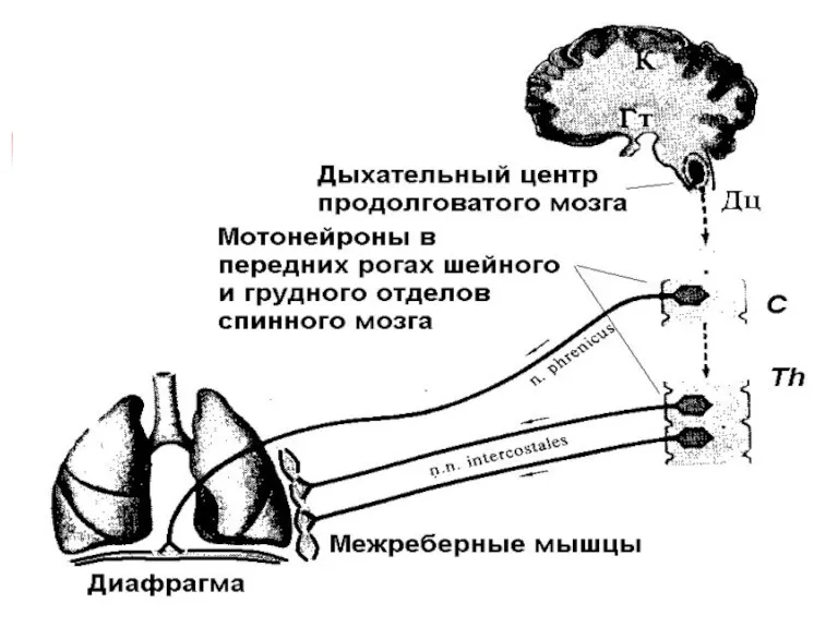 Иннервация органов дыхания